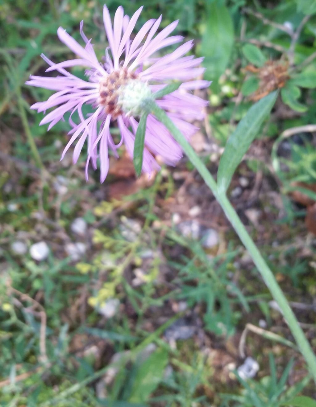 Centaurea jacea?